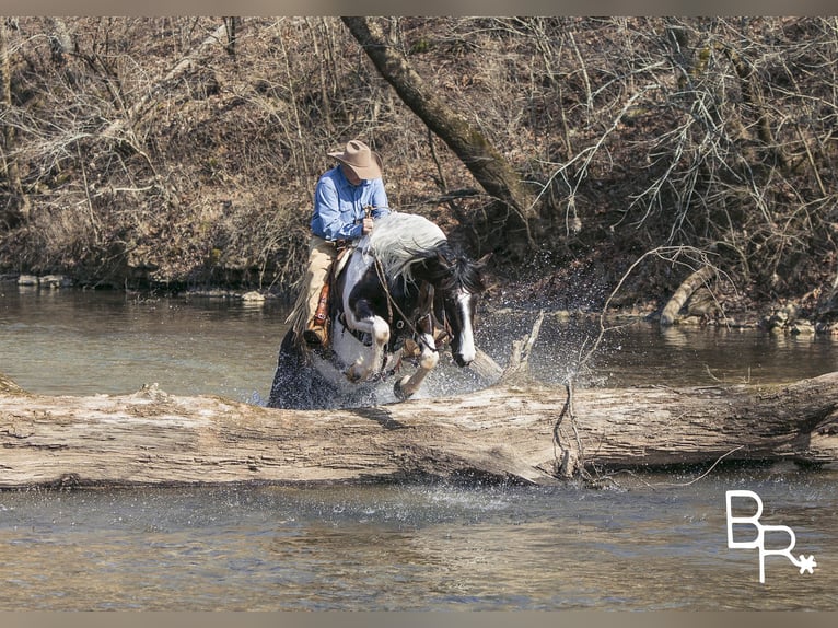 American Quarter Horse Wałach 6 lat Tobiano wszelkich maści in Mountain Grove MO