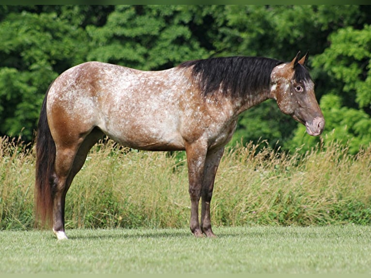 American Quarter Horse Wałach 6 lat in Mount vernon Ky