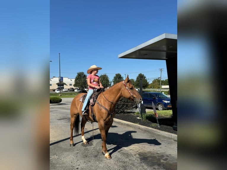 American Quarter Horse Wałach 7 lat 142 cm Bułana in Mayslick, KY