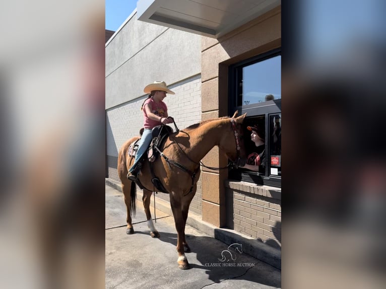 American Quarter Horse Wałach 7 lat 142 cm Bułana in Mayslick, KY