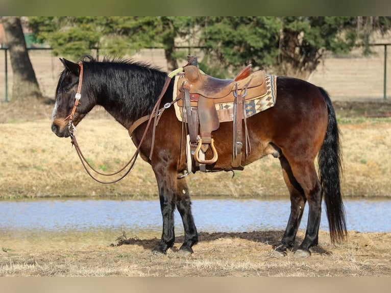 American Quarter Horse Mix Wałach 7 lat 142 cm Gniada in Joshua, TX