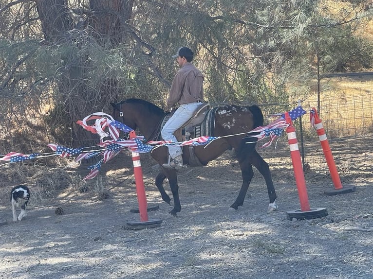 American Quarter Horse Wałach 7 lat 142 cm Gniada in Paicines CA