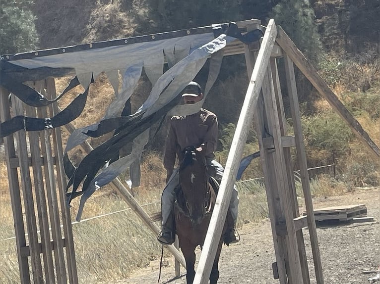 American Quarter Horse Wałach 7 lat 142 cm Gniada in Paicines CA