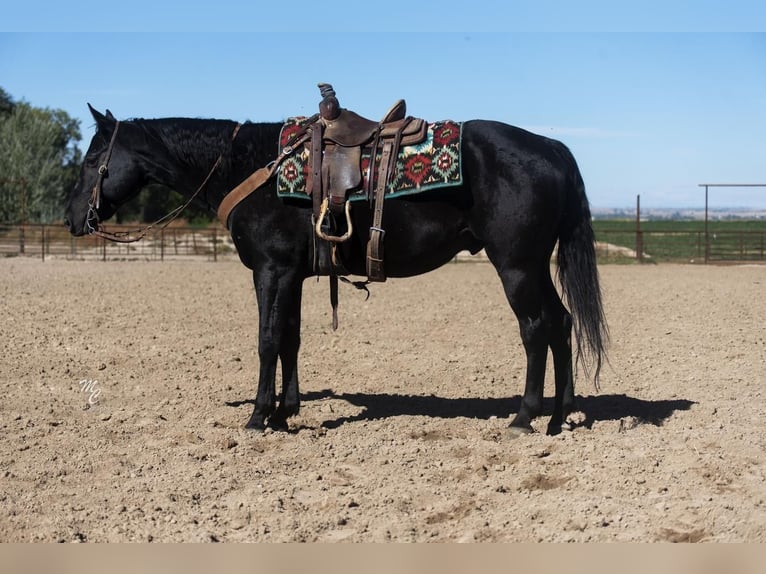 American Quarter Horse Wałach 7 lat 142 cm Kara in Caldwell