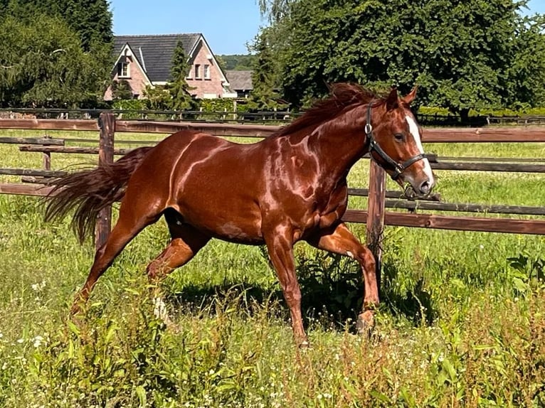 American Quarter Horse Wałach 7 lat 144 cm Cisawa in Kranenburg