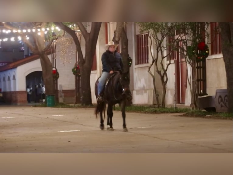 American Quarter Horse Wałach 7 lat 145 cm Gniada in Stephenville TX