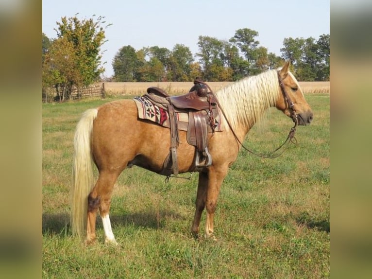 American Quarter Horse Wałach 7 lat 145 cm Izabelowata in Effingham IL
