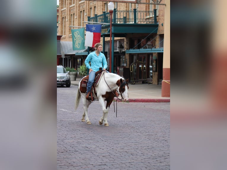 American Quarter Horse Wałach 7 lat 145 cm Tobiano wszelkich maści in Eastland TX
