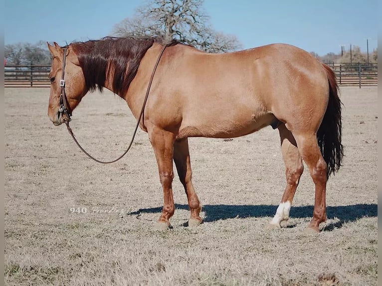 American Quarter Horse Wałach 7 lat 147 cm Bułana in Weatherford TX