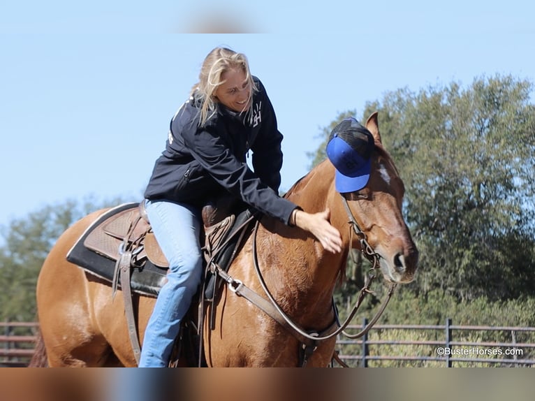 American Quarter Horse Wałach 7 lat 147 cm Bułana in Weatherford TX