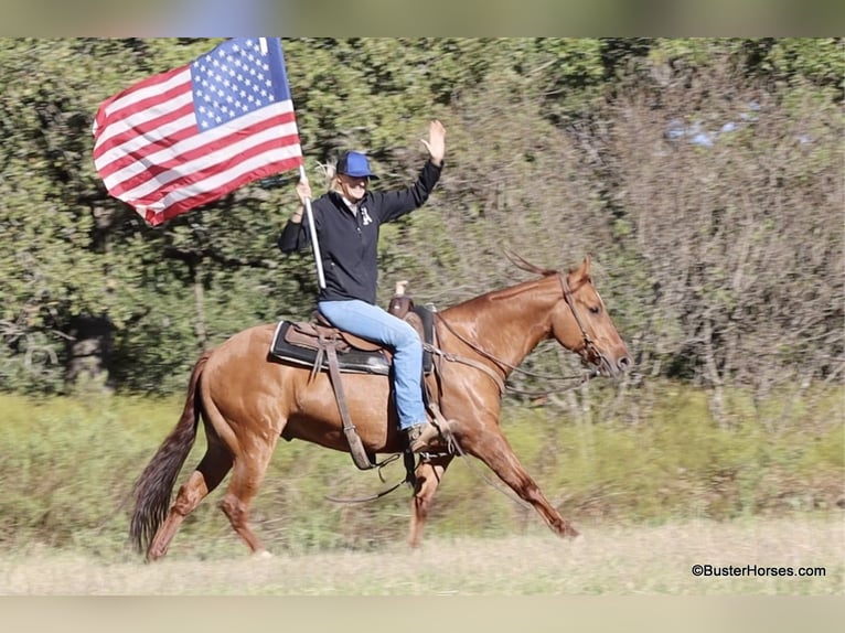 American Quarter Horse Wałach 7 lat 147 cm Bułana in Weatherford TX