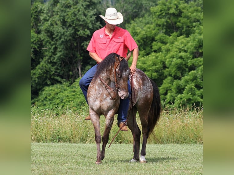 American Quarter Horse Wałach 7 lat 147 cm Ciemnokasztanowata in Brodhead Ky