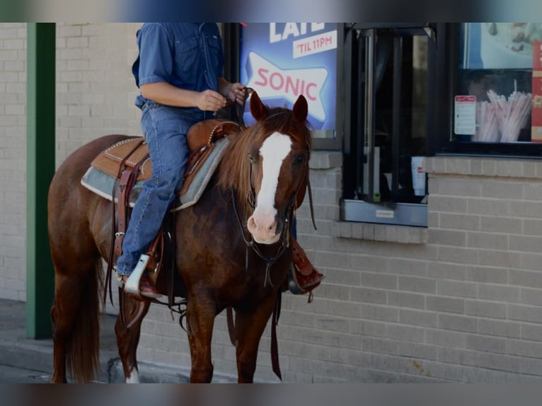 American Quarter Horse Wałach 7 lat 147 cm Cisawa in Van, TX