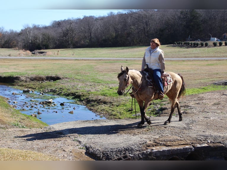 American Quarter Horse Wałach 7 lat 147 cm Jelenia in Mt. Hope, AL