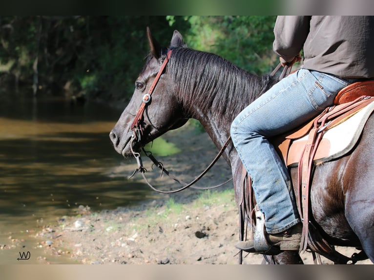 American Quarter Horse Wałach 7 lat 147 cm Kara in Pennington