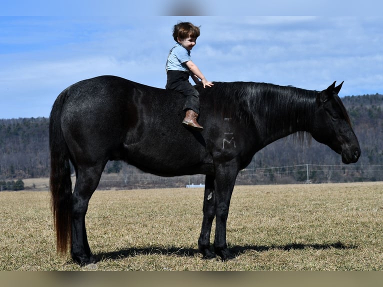 American Quarter Horse Wałach 7 lat 147 cm Karodereszowata in Rebersburg, PA