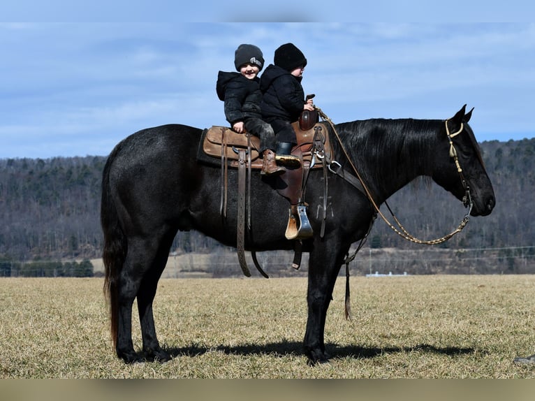 American Quarter Horse Wałach 7 lat 147 cm Karodereszowata in Rebersburg, PA