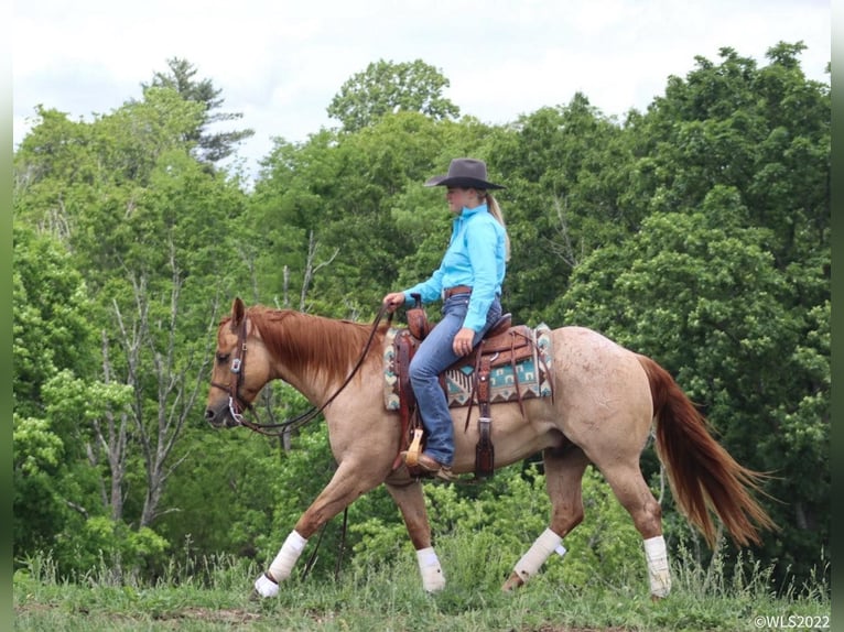 American Quarter Horse Wałach 7 lat 147 cm Kasztanowatodereszowata in Brooksville, KY