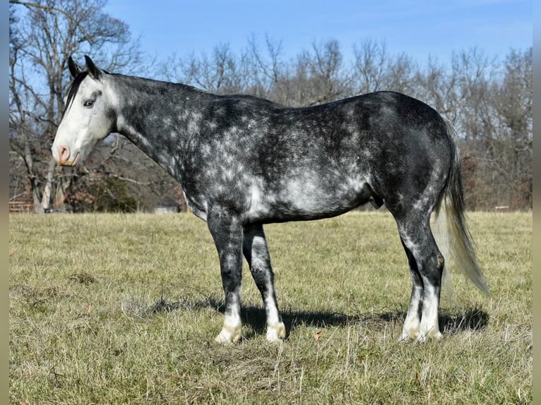 American Quarter Horse Wałach 7 lat 147 cm Siwa jabłkowita in Sweet Springs MO