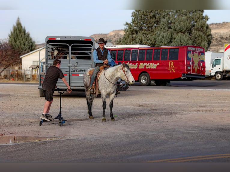 American Quarter Horse Wałach 7 lat 147 cm Siwa in Camp Verde,, AZ