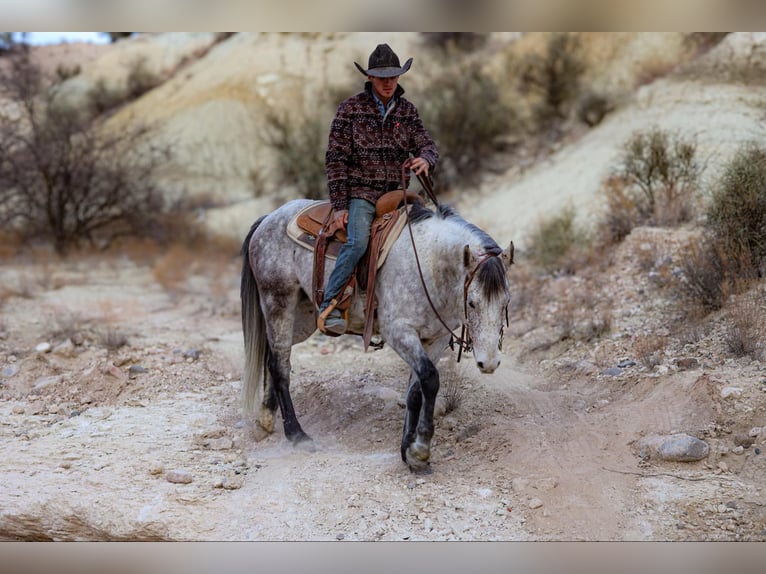 American Quarter Horse Wałach 7 lat 147 cm Siwa in Camp Verde,, AZ