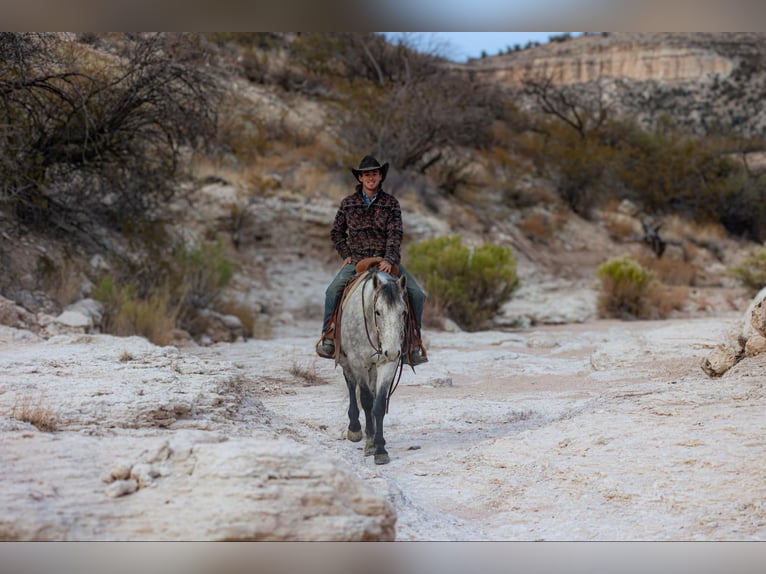 American Quarter Horse Wałach 7 lat 147 cm Siwa in Camp Verde,, AZ