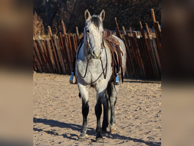 American Quarter Horse Wałach 7 lat 147 cm Siwa in Camp Verde,, AZ