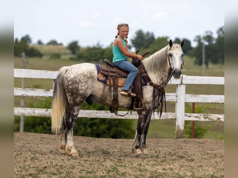 American Quarter Horse Wałach 7 lat 147 cm Siwa in Ewing Ky