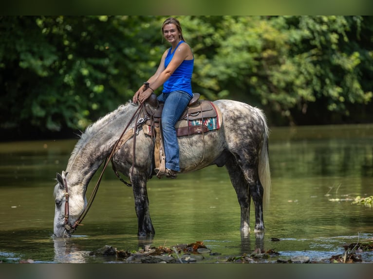 American Quarter Horse Wałach 7 lat 147 cm Siwa in Ewing Ky