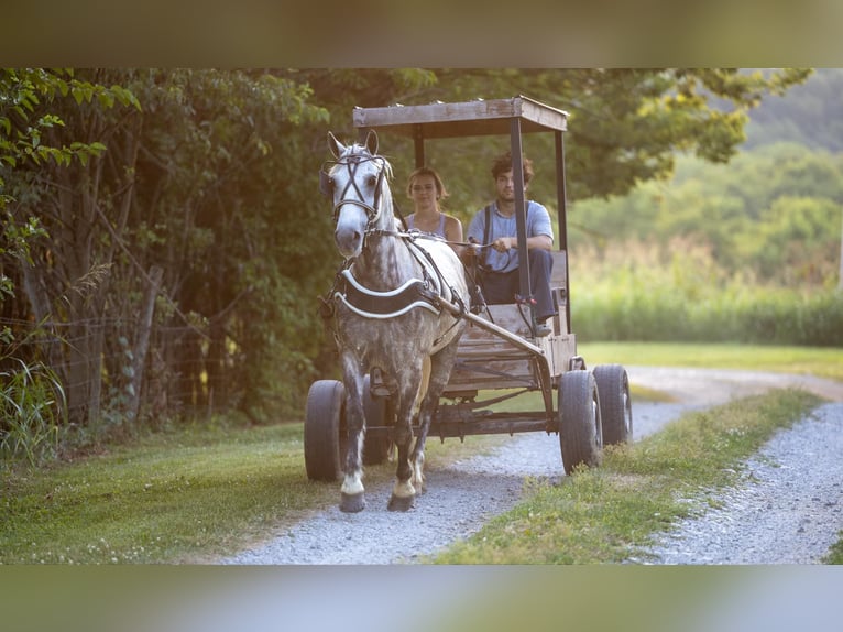 American Quarter Horse Wałach 7 lat 147 cm Siwa in Ewing Ky