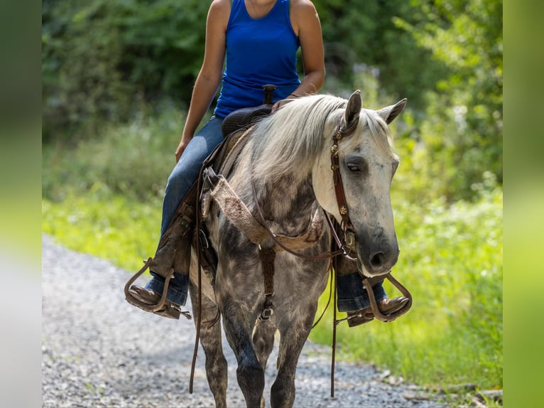 American Quarter Horse Wałach 7 lat 147 cm Siwa in Ewing Ky