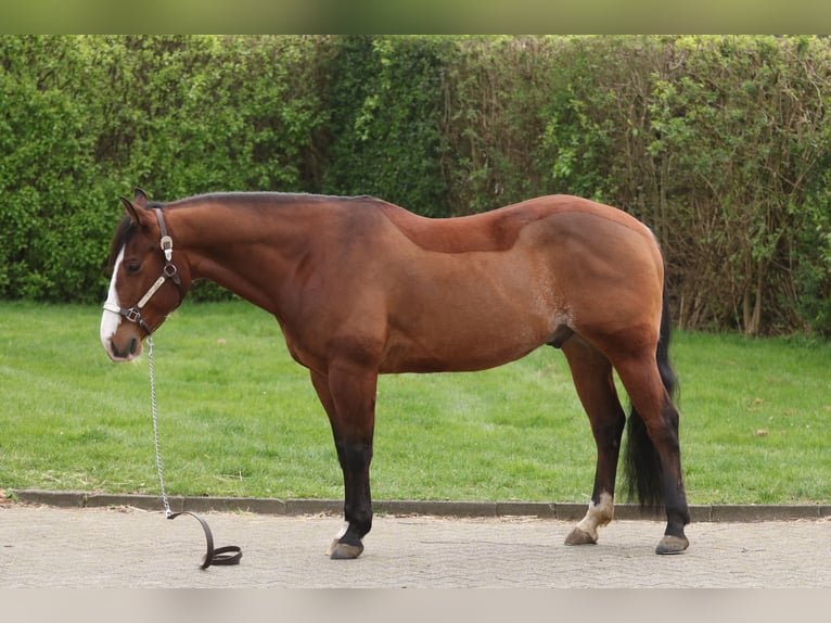 American Quarter Horse Wałach 7 lat 148 cm Gniada in Herne