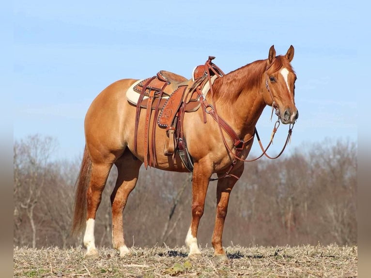 American Quarter Horse Wałach 7 lat 150 cm Bułana in Shippenville