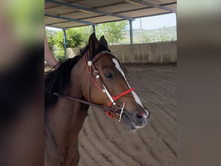 American Quarter Horse Mix Wałach 7 lat 150 cm Ciemnokasztanowata in Ragusa Ibla