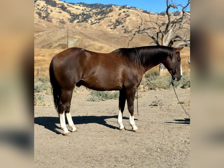 American Quarter Horse Wałach 7 lat 150 cm Ciemnokasztanowata in Bitterwater CA