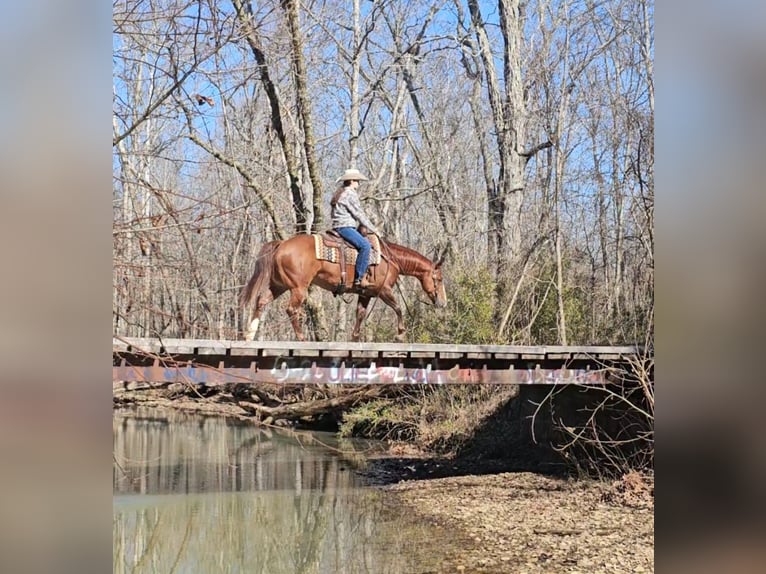 American Quarter Horse Wałach 7 lat 150 cm Cisawa in Robards, KY