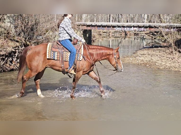 American Quarter Horse Wałach 7 lat 150 cm Cisawa in Robards, KY