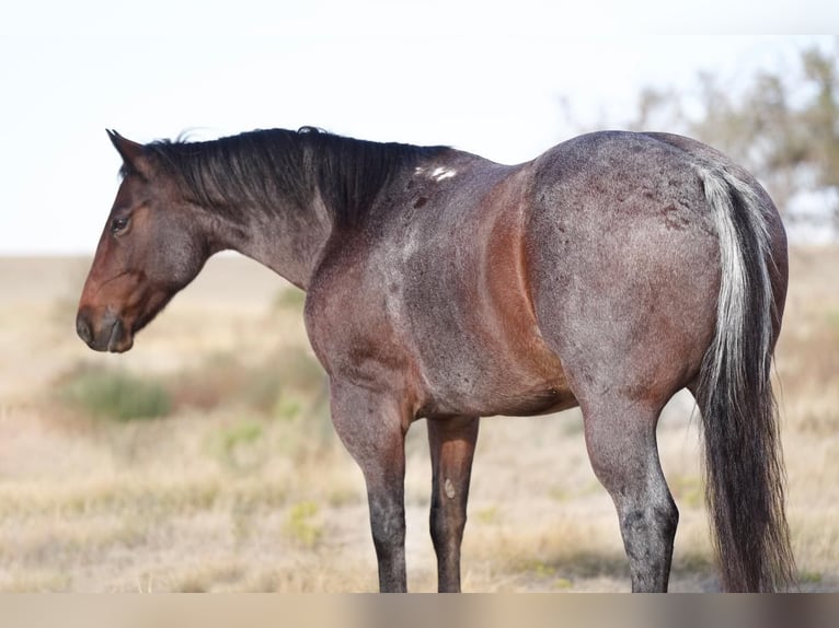 American Quarter Horse Wałach 7 lat 150 cm Gniadodereszowata in Canyon, TX
