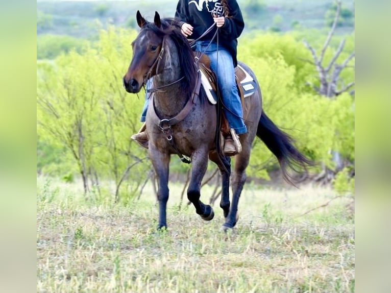 American Quarter Horse Wałach 7 lat 150 cm Gniadodereszowata in Pilot Point, TX