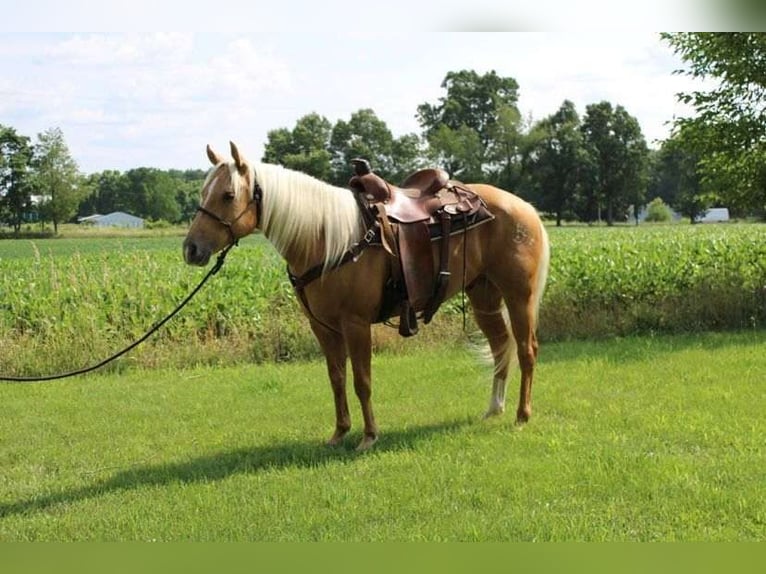 American Quarter Horse Wałach 7 lat 150 cm Izabelowata in Winchester, OH