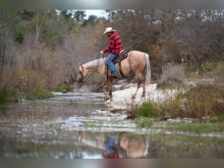 American Quarter Horse Wałach 7 lat 150 cm Izabelowata in Waco, TX