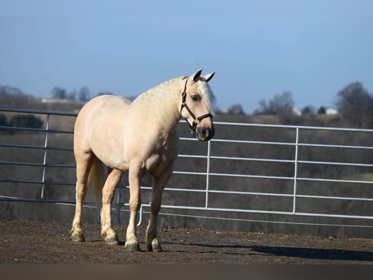 American Quarter Horse Wałach 7 lat 150 cm Izabelowata in Millersburg OH