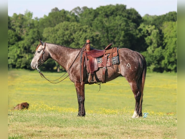 American Quarter Horse Wałach 7 lat 150 cm Siwa in Carthage, TX