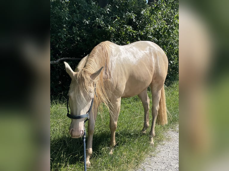 American Quarter Horse Wałach 7 lat 151 cm Perlino in Mannersdorf am Leithagebirge