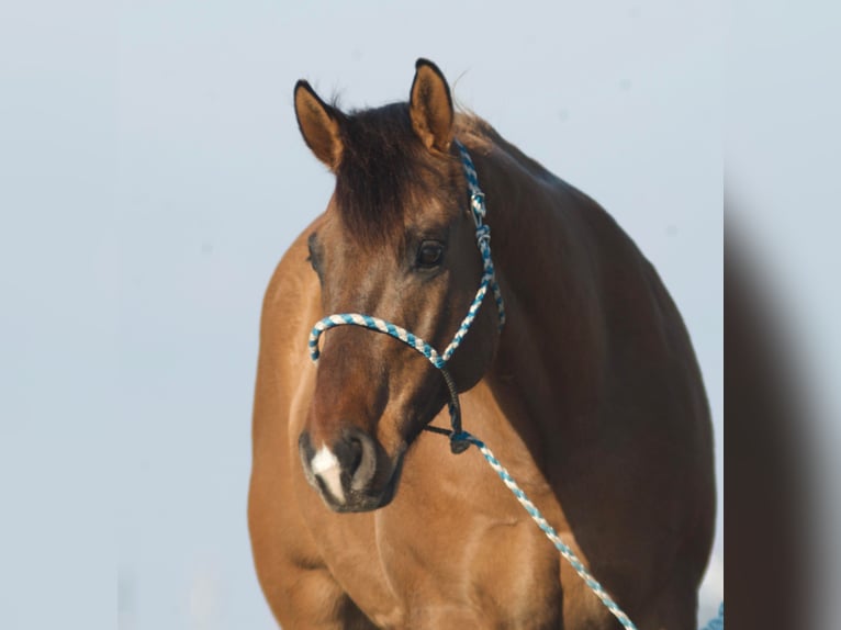 American Quarter Horse Wałach 7 lat 152 cm Bułana in Joy, IL