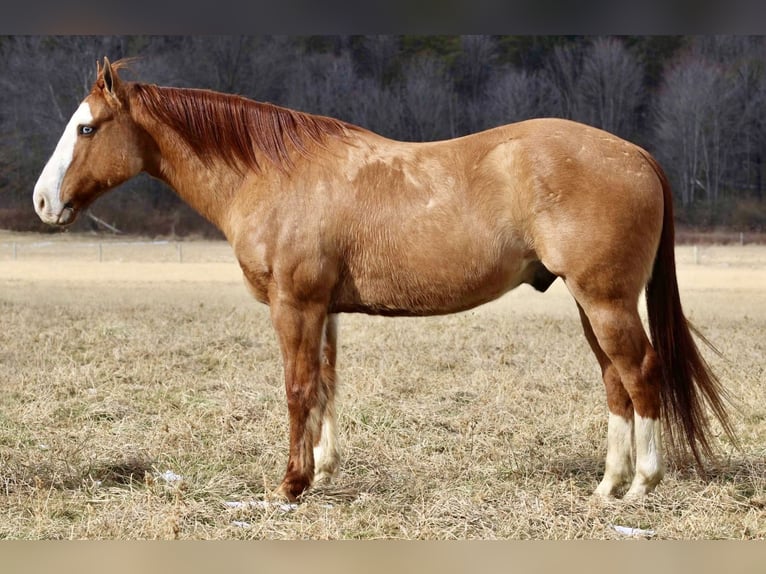 American Quarter Horse Wałach 7 lat 152 cm Bułana in Beaver Springs, PA