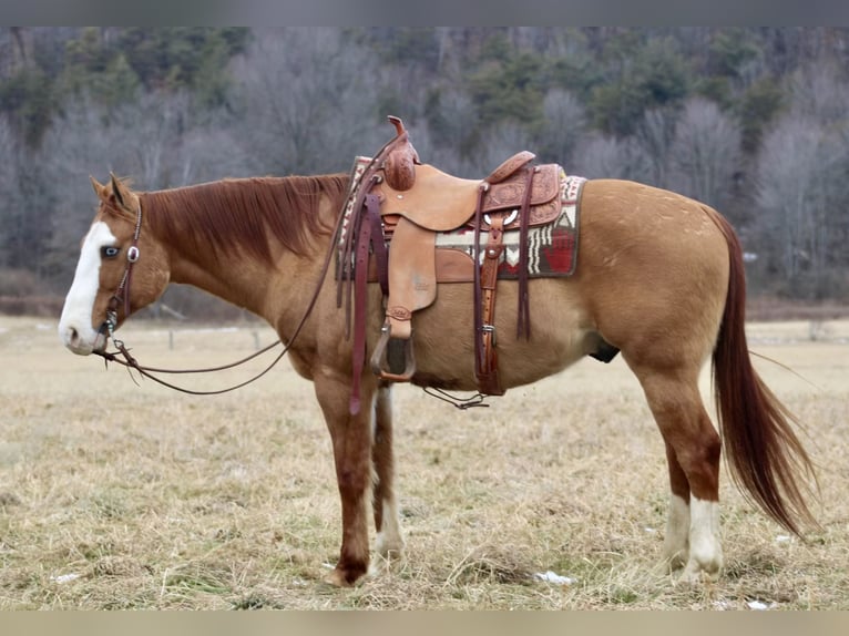 American Quarter Horse Wałach 7 lat 152 cm Bułana in Beaver Springs, PA