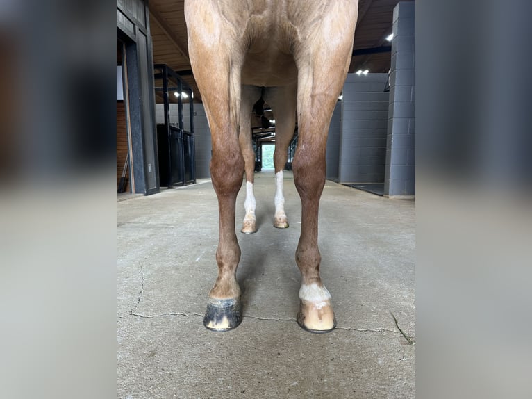 American Quarter Horse Wałach 7 lat 152 cm Bułana in Whitesboro