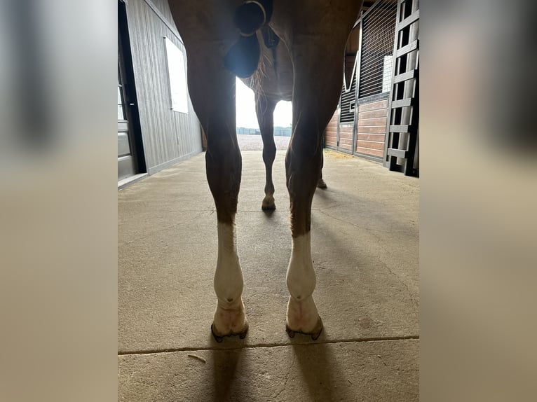 American Quarter Horse Wałach 7 lat 152 cm Bułana in Whitesboro