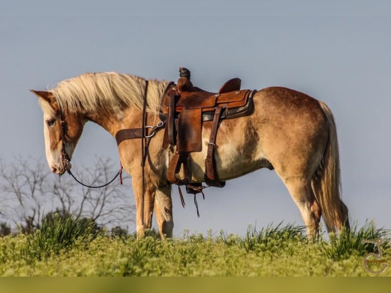 American Quarter Horse Wałach 7 lat 152 cm Bułana in Walkerton IN